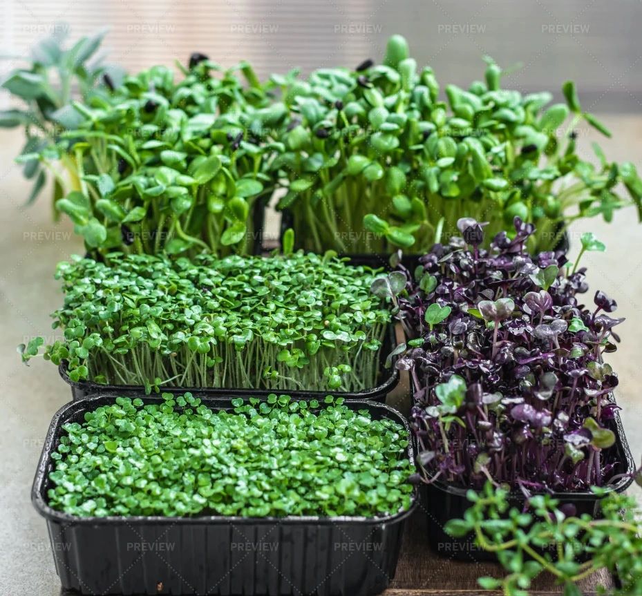 Going for the Greens Delicious, Nutritious Microgreens!